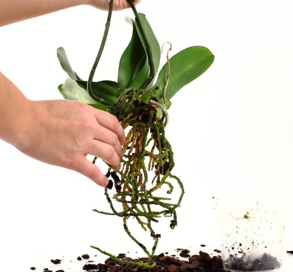 Как пересадить орхидею в домашних условиях: инструкция