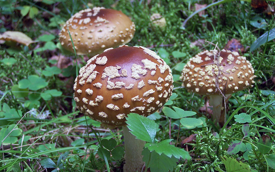 Съедобные грибы ленинградской области – фото и название