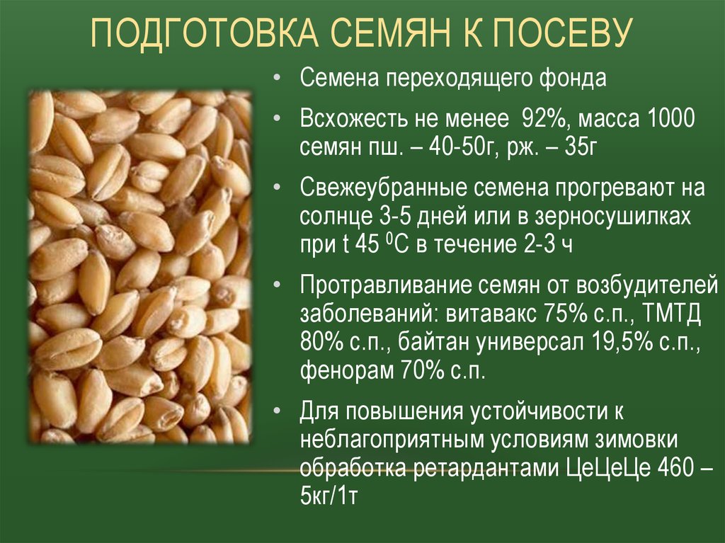 Чечевица: затраты вдвое меньше, чем на пшеницу, а прибыль сопоставима