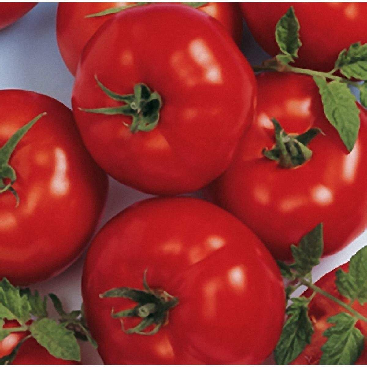 Описание сорта томата берберана, характеристика и урожайность – дачные дела