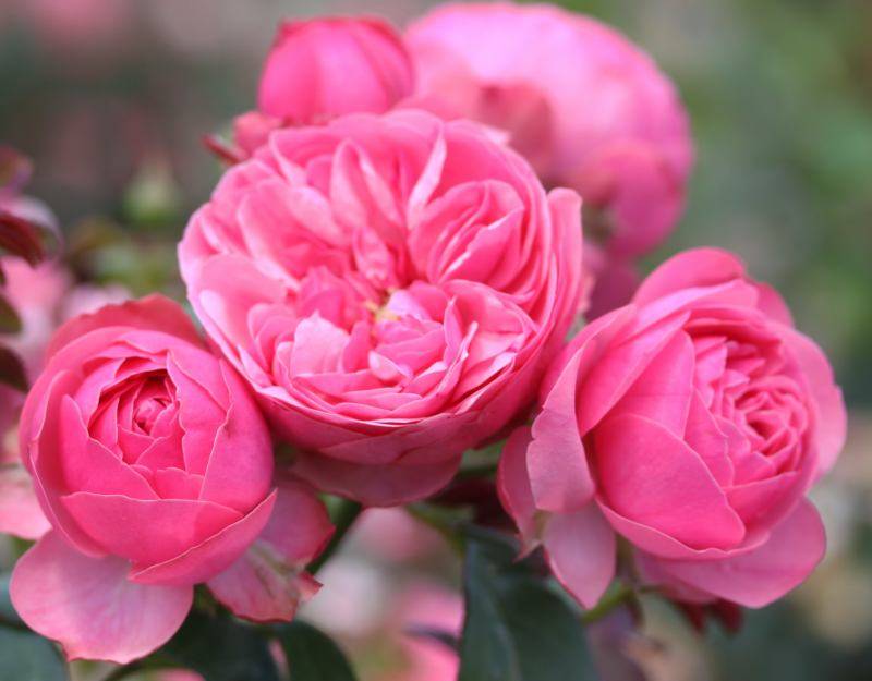 Сорт полиантовой розы-флорибунда леонардо да винчи: как посадить и ухаживать