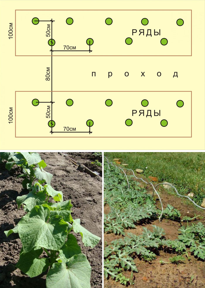 Схема посадки арбузов в теплице при вертикальном выращивании