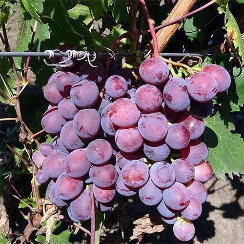 Виноград «заря несветая» - особенности сорта