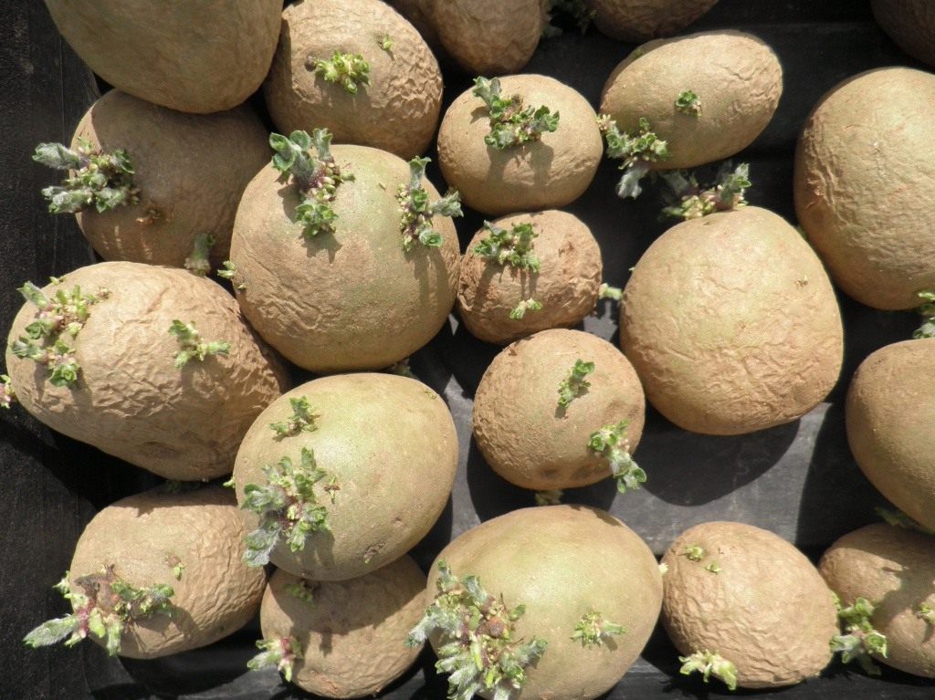 Как вырастить картофель из семян в домашних условиях на рассаду видео