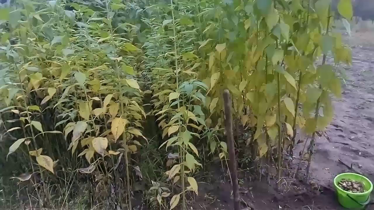 Топинамбур выращивание и уход за экзотической огородной культурой