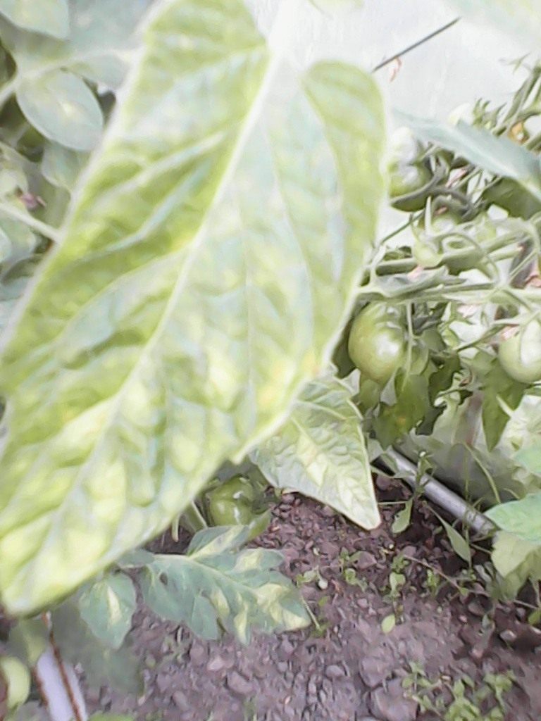 Заболевания рассады томатов: как вылечить хлороз, черную ножку и корневую гниль. советы агронома