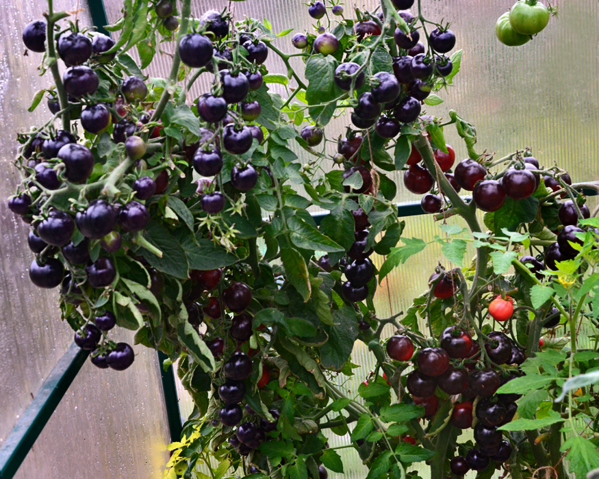 Томат необычного окраса – черная гроздь f1. внешние признаки, плюсы, минусы, рекомендации по выращиванию