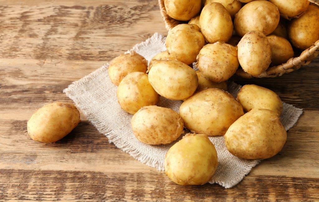 Сорта картофеля, выведенные в белоруссии: характеристика и описания с фото