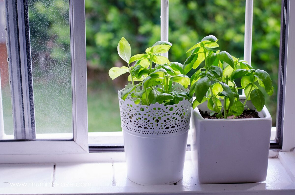 Базилик на подоконнике: выращивание из семян в домашних условиях