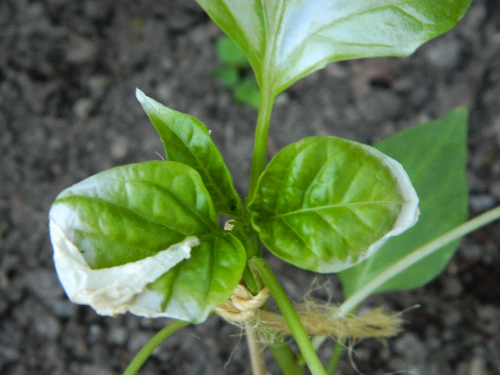 Белеют листья у рассады перцев: причины и способы лечения
