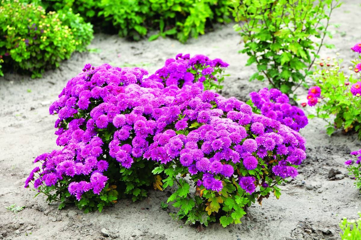 Низкорослые садовые цветы многолетники фото и название