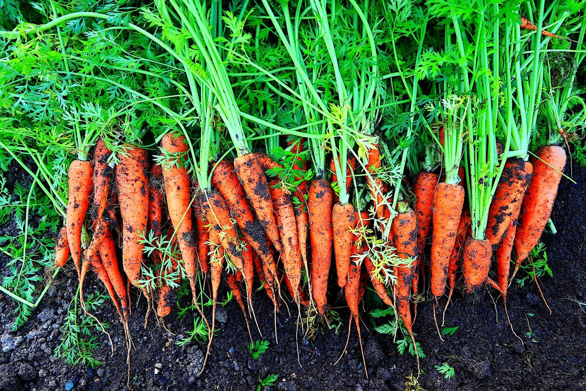 Почему кудрявится морковь, что делать - agroflora.ru