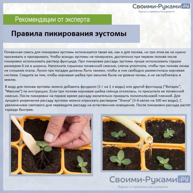 Базилик - выращивание из семян в открытом грунте