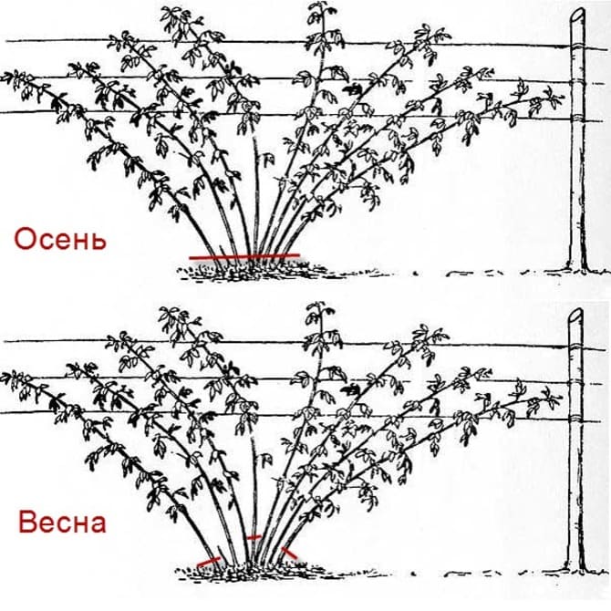Обрезка ежевики схема