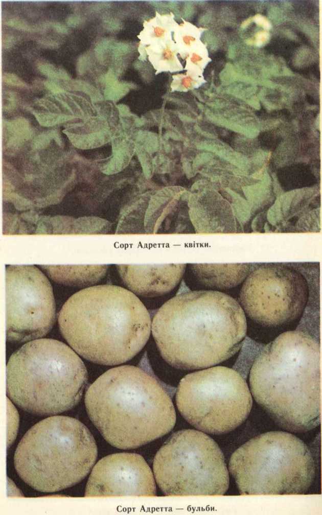 Сорт картофеля адретта: описание, характеристика, фото