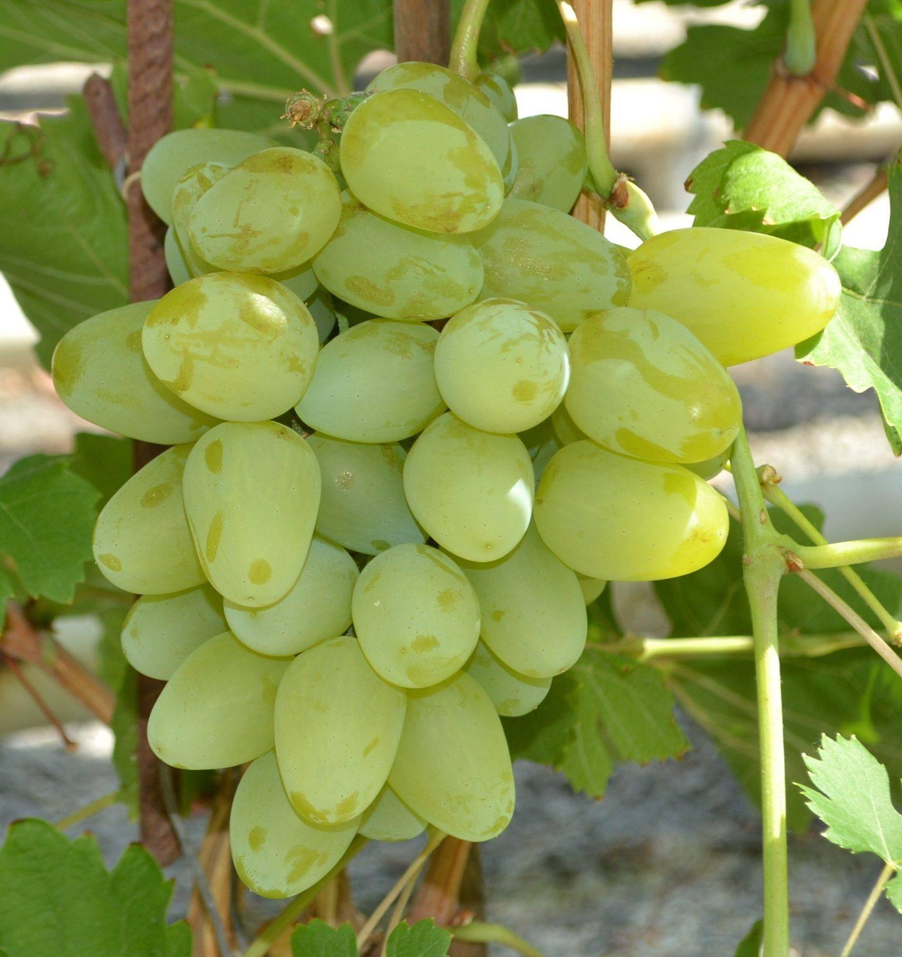 Сорта винограда для сибирии и алтая (амурский, суперранний мускат и другие), рекомендации по выбору сибирского сорта, от соловьева, морозостойкий