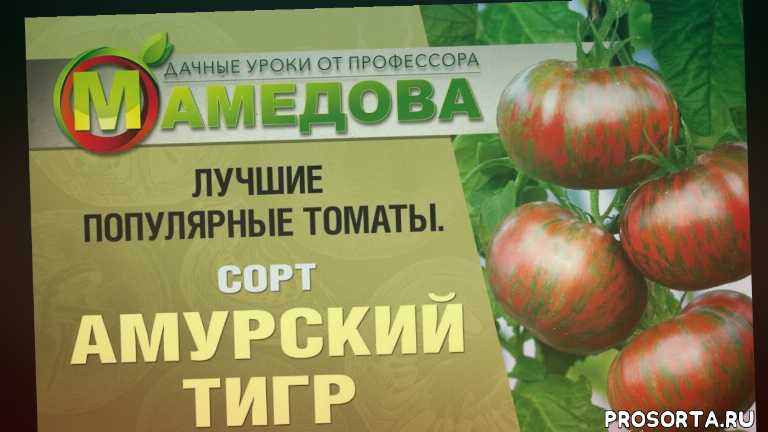 Новый гибрид — томат «сибирский тигр»