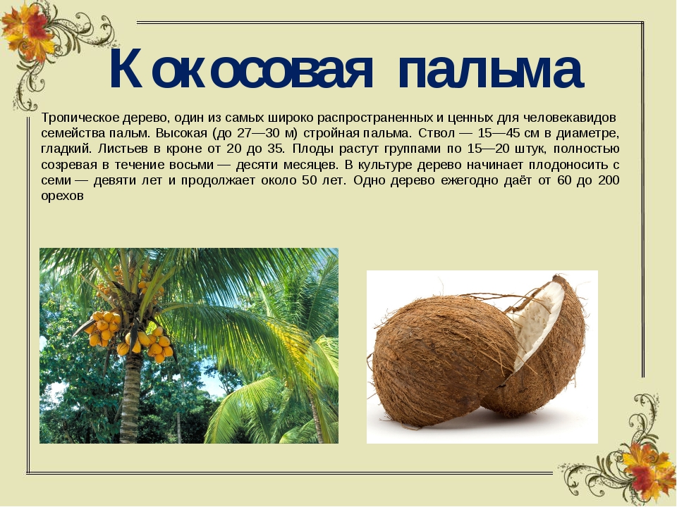 Кокосовая пальма: дерево тысячи применений