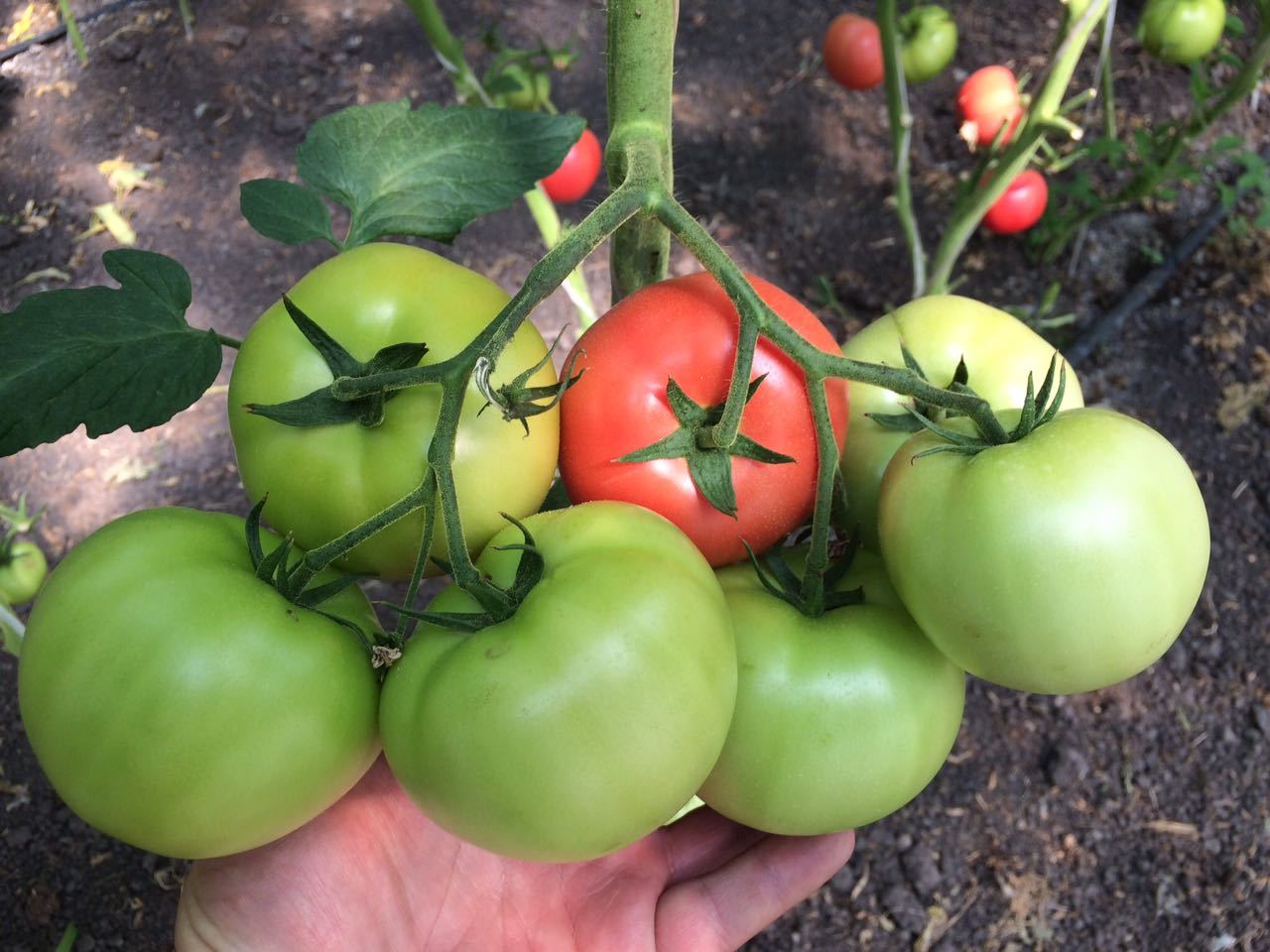 Описание сорта томата фунтик, его характеристика и урожайность
