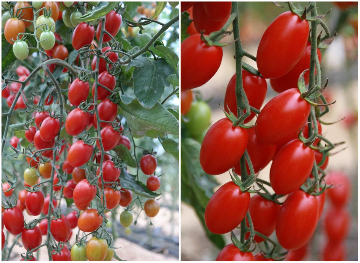 Описание черри томатов Сладкий миллион и советы по выращиванию гибридных помидоров