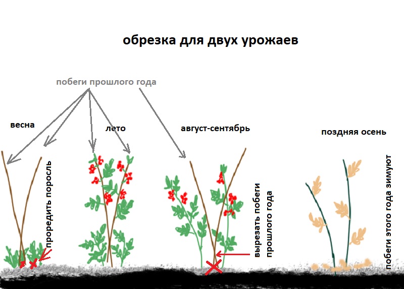 Как обрезать малину весной для начинающих схемы с подробным