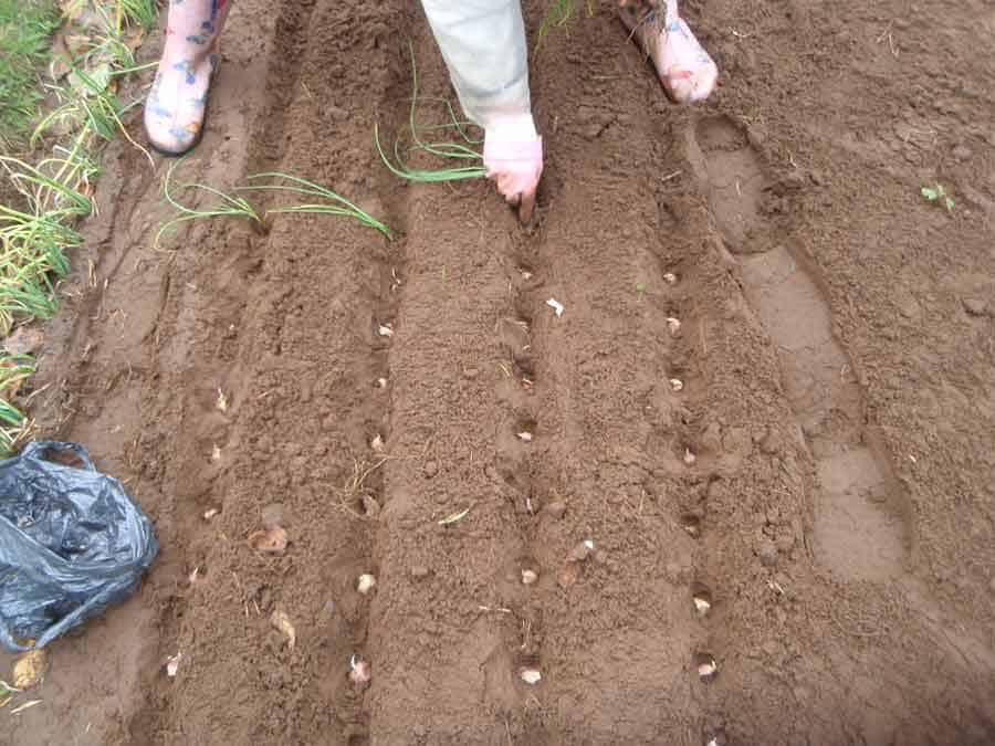 Как проводится подготовка почвы под чеснок осенью, какие удобрения использовать