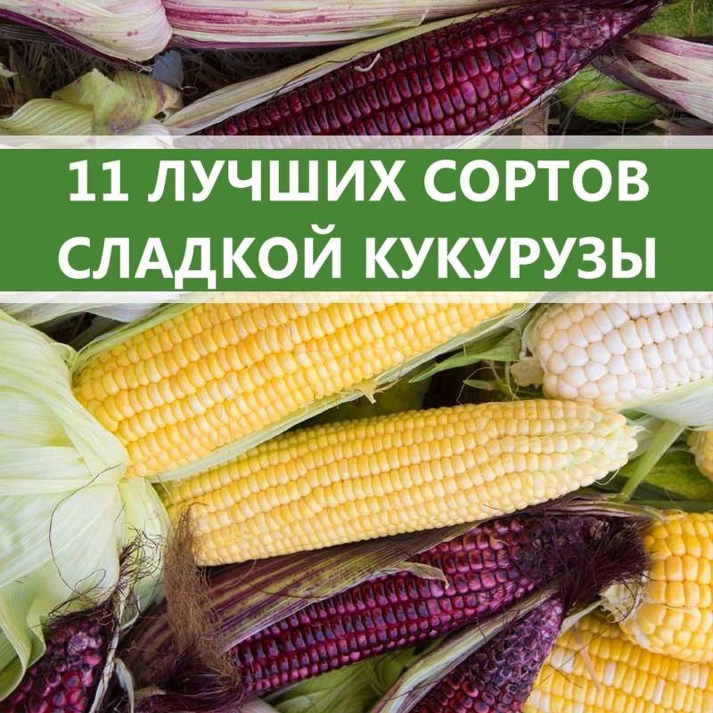 Кукуруза в сибири: подходящие сорта, посадка и уход, отзывы