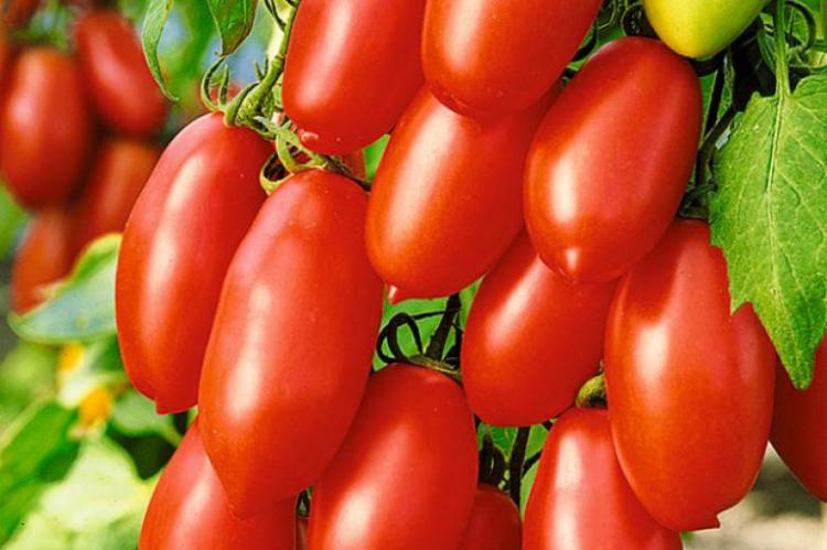ᐉ томаты японской селекции для теплиц – касамори f1 - zooshop-76.ru
