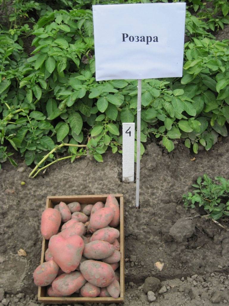 Картофель красавчик: характеристики сорта, урожайность, отзывы