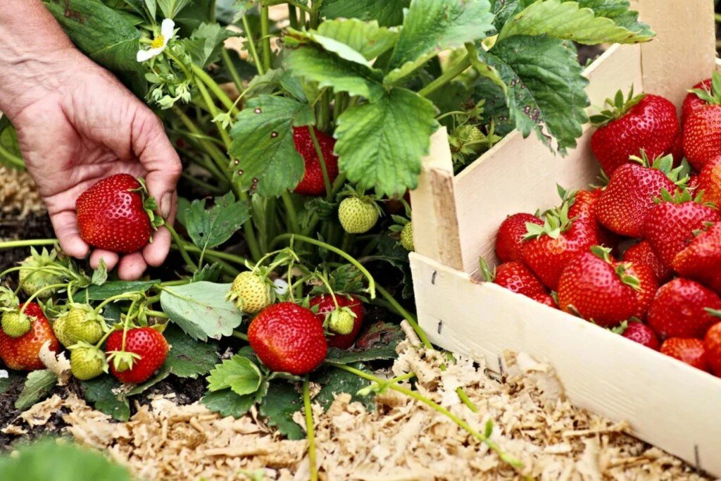 Выращивание клубники - пять советов как получить хороший урожай