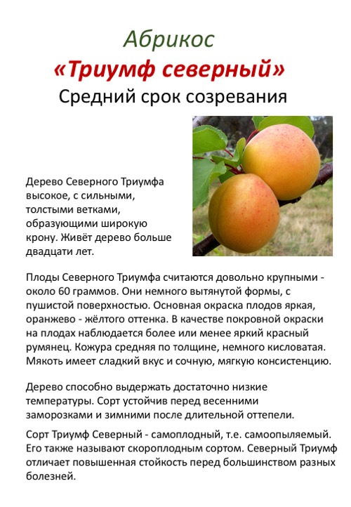Сорт абрикоса чемпион севера: описание, уход, отзывы, фото