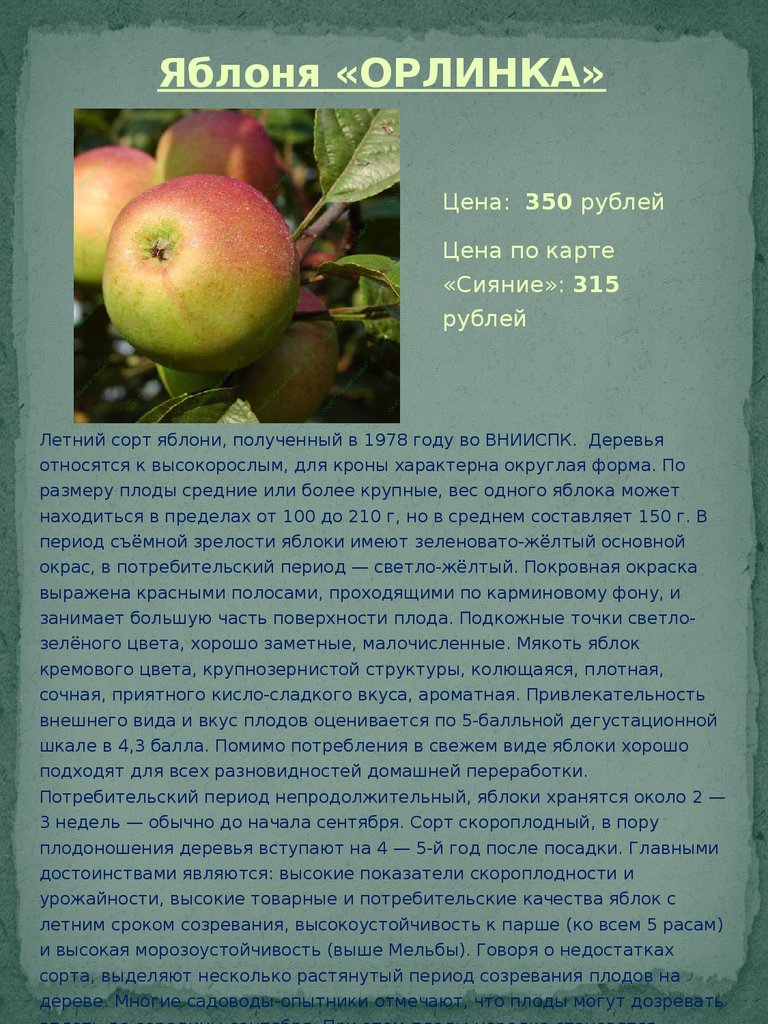Яблоня орловим: описание сорта, фото, отзывы садоводов