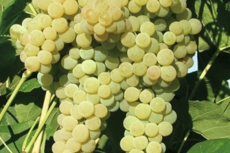 Виноград бианка: описание сорта, его характеристика и фото