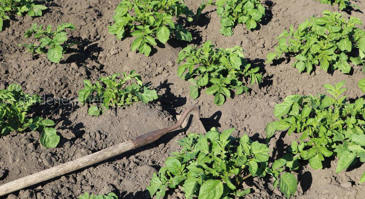 Чем подкормить рассаду капусты при выращивании и пересадке в грунт
