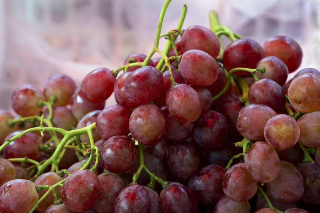 Виноград кардинал: история, описание и характеристики сорта, отзывы виноградарей + правила посадки и выращивания