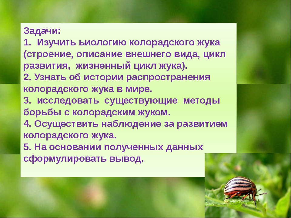 Колорадский жук: описание, способы борьбы, эффективные препараты, ловушки, народные средства