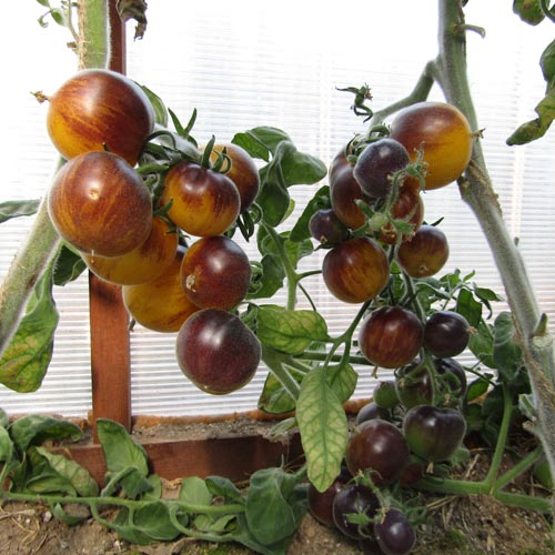 Описание томата Мохнатый Кейт, агротехника культивирования и выращивание сорта