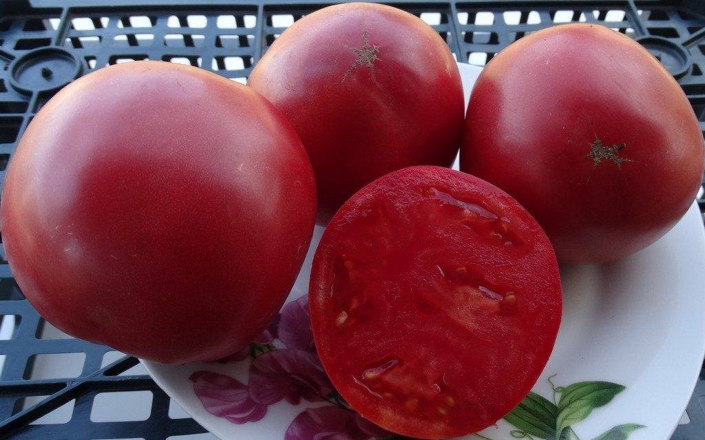 Описание сорта томата «изумрудное яблоко» — вкусного и необычного помидора