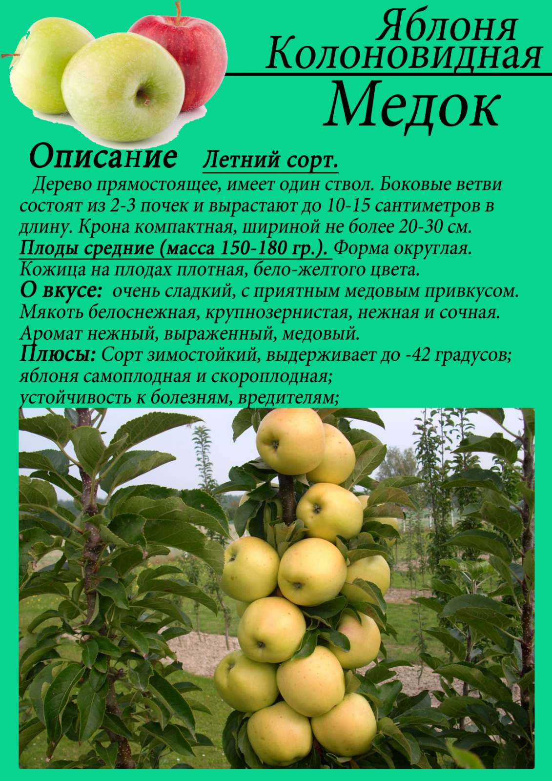 Описание сорта яблони аркадик: фото яблок, важные характеристики, урожайность с дерева