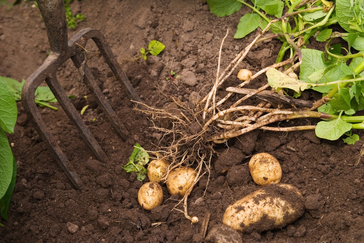 Сеникация и десикация картофеля: что это такое, как правильно убрать и сохранить картошку, отзывы
