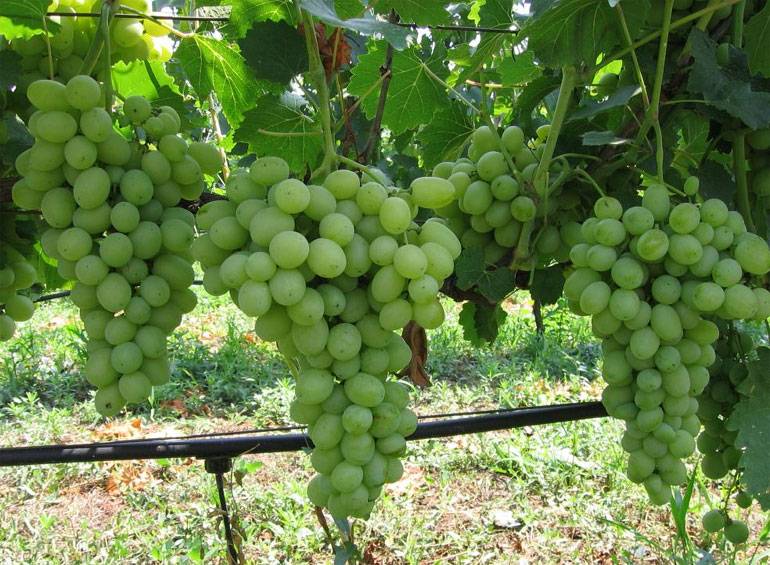Посадка винограда лора: описание, уход, выращивание