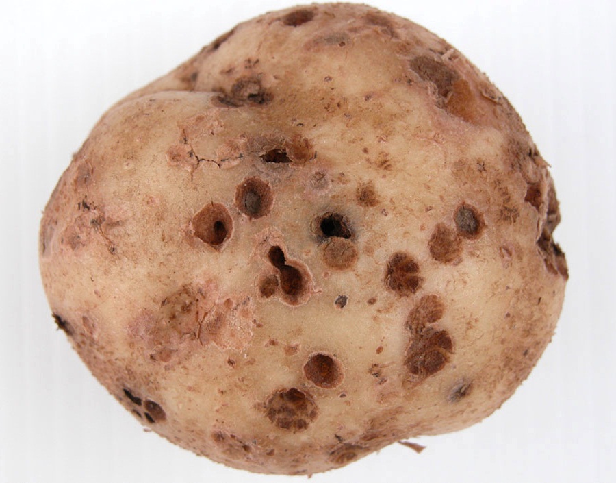 Почему гниёт картофель при хранении, и как этого избежать? болезни картофеля. меры защиты. фото — ботаничка.ru