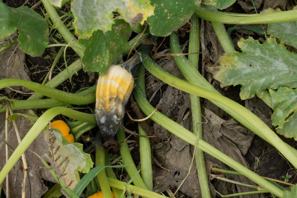Как выращивать кабачки в теплице: секреты агротехники