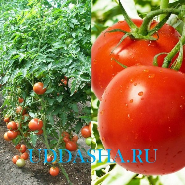 Томат дубрава: характеристика и описание сорта, отзывы, фото помидоров и куста