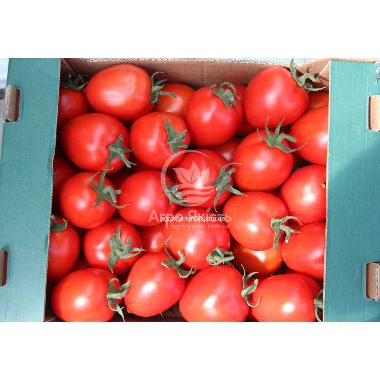 Описание гибридного томата Колибри и выращивание сорта рассадным методом