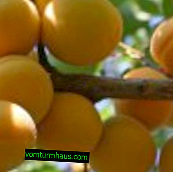Лучшие сорта абрикоса для выращивания в подмосковье