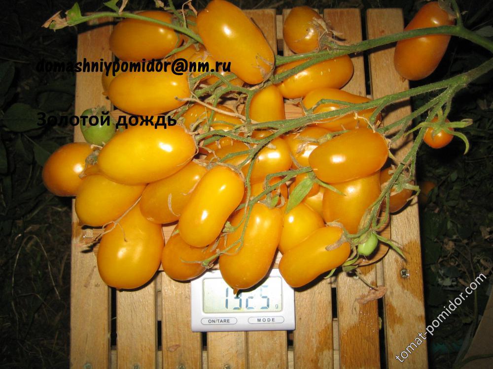 Необычайный томат «золотое руно»: описание сорта, его характеристики и особенности выращивания