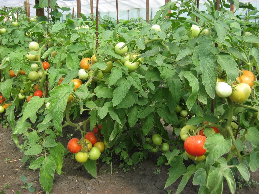 Неприхотливый и урожайный гибрид: томат анюта