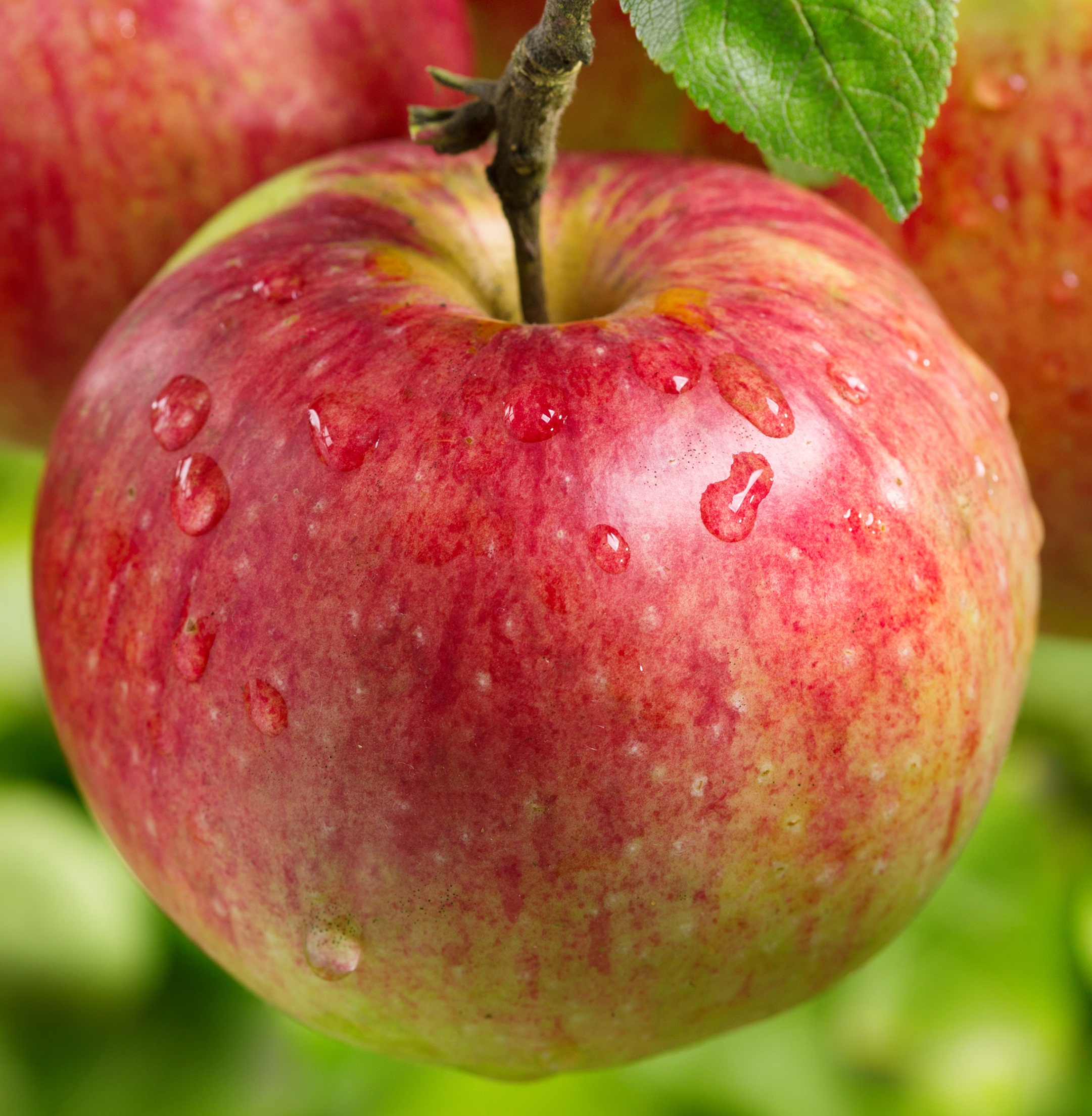 Яблоня «яблочный спас»: описание сорта, фото и отзывы