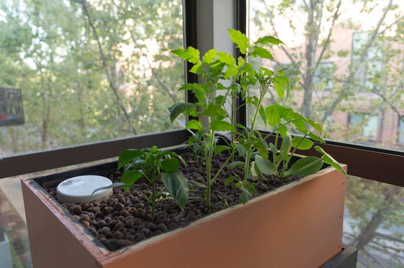 Выращивание томатов на окне в квартире или на балконе